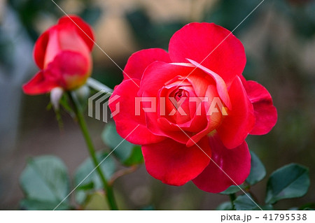 赤いバラ 41795538