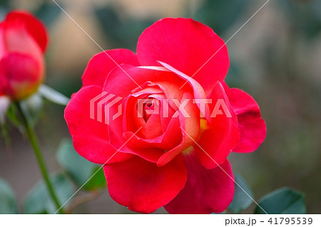 赤いバラ 41795539