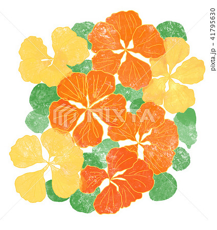 黄色とオレンジのナスタチウムの花 41795630
