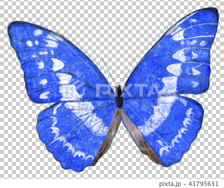 Morpho蝴蝶展翅 41795631