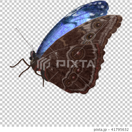 羽を閉じて休憩するモルフォチョウ 羽を閉じて休憩するモルフォチョウ 41795632