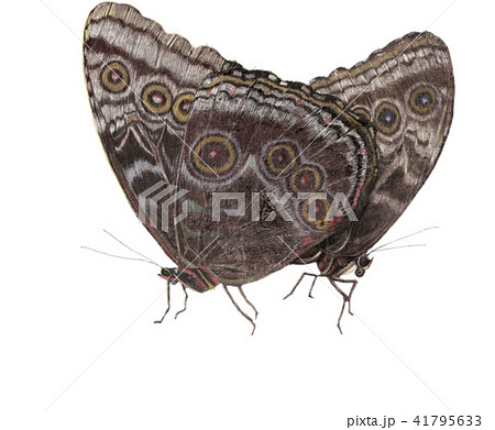 交尾するモルフォチョウ 41795633