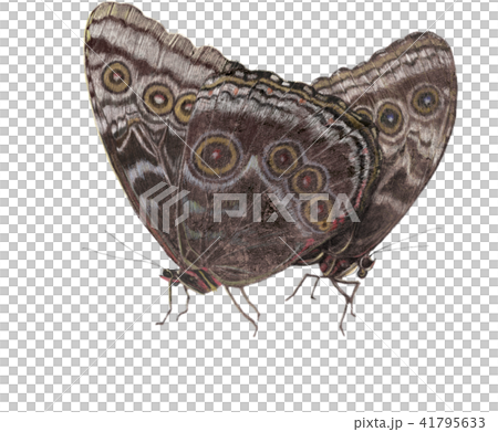 交尾するモルフォチョウ 41795633