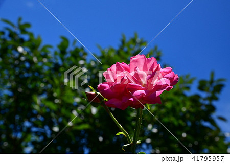 フワフワの薔薇の花 青空 木漏れ日の写真素材