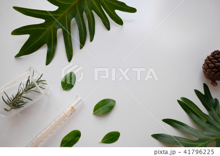 cosmetic skincare nature background flat lay. herb cosmetic skincare nature background flat lay. herb 41796225