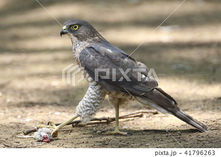 ツミの雌 41796263