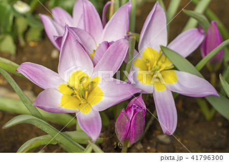 チューリップ 41796300