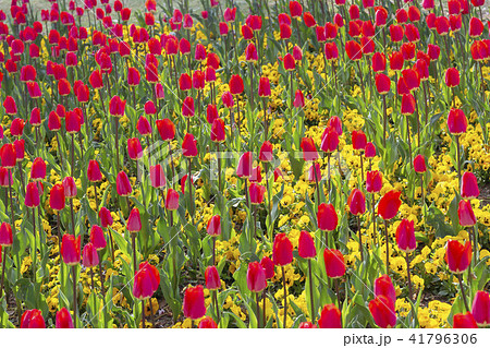 チューリップ 41796306