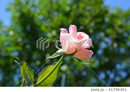 優しい色合いのピンクの薔薇 41796361