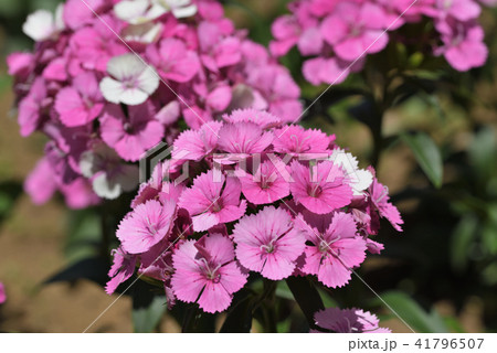 ビジョナデシコ 41796507