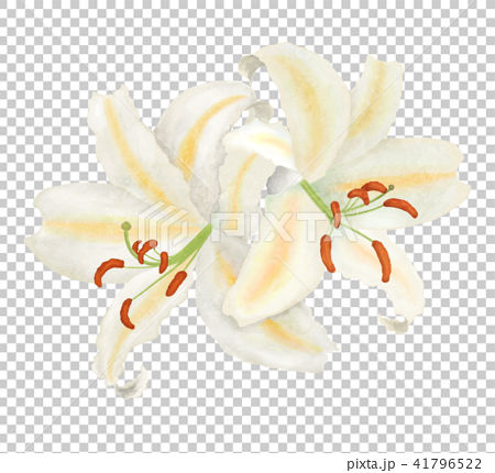 Two Wheel Lily Flowers Stock Illustration