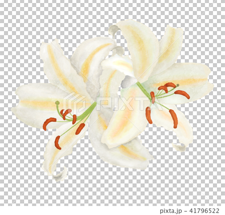 Two Wheel Lily Flowers Stock Illustration