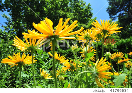 黄色いお花 満開の花畑 青空の下で 黄色いお花 満開の花畑 青空の下で 41796654