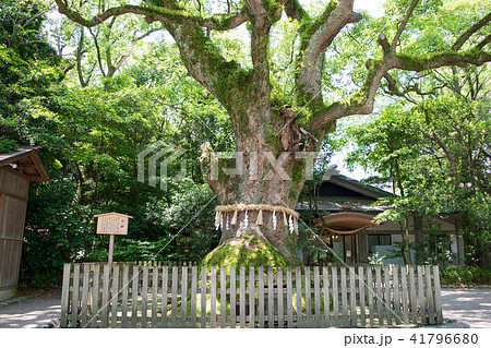 名古屋市　熱田神宮　大楠 41796680