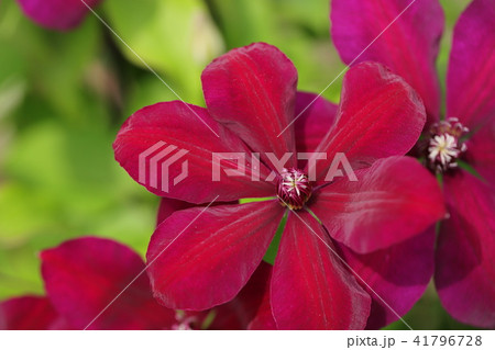 花 花 41796728