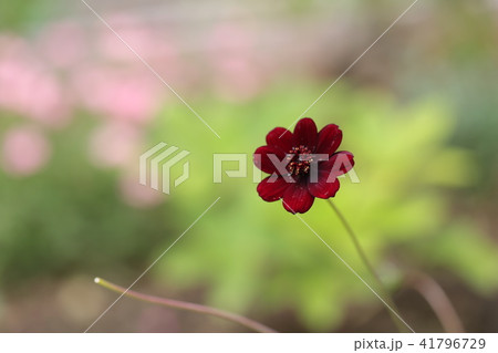 花 花 41796729