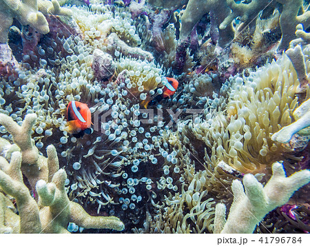 イソギンチャクと共生するハマクマノミ。 41796784