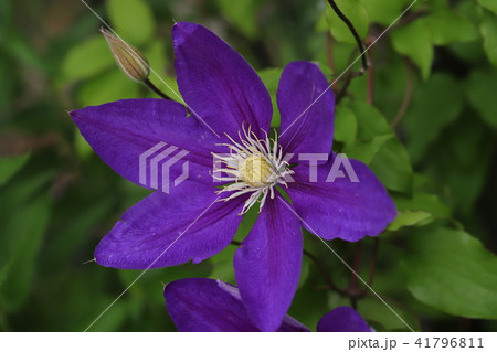 テツセン 41796811