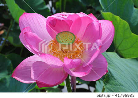 蓮華一輪 古代ハス 開花した蓮 ピンクの蓮 蓮の花 蓮一輪 の写真素材 蓮華一輪 古代ハス 開花した蓮 ピンクの蓮 蓮の花 蓮一輪 の写真素材
