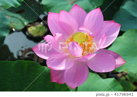 蓮華一輪 古代ハス 開花した蓮 ピンクの蓮 蓮の花 蓮一輪 の写真素材