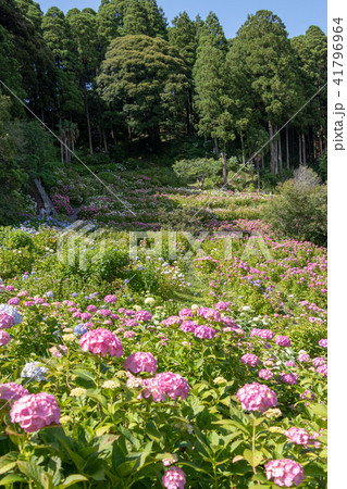 服部農園 あじさい屋敷の紫陽花 千葉県茂原市の写真素材