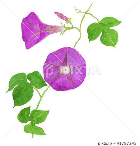 あさがお Ipomoea nil ピンク あさがお Ipomoea nil ピンク 41797345