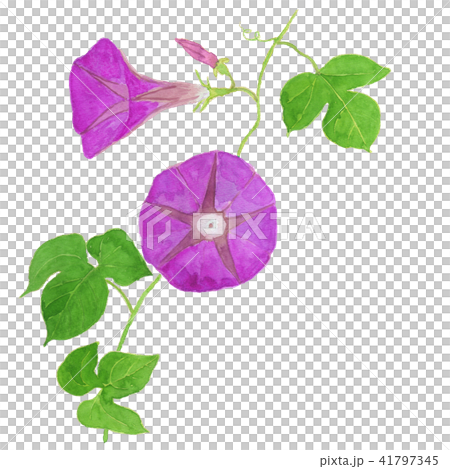 あさがお Ipomoea Nil ピンクのイラスト素材