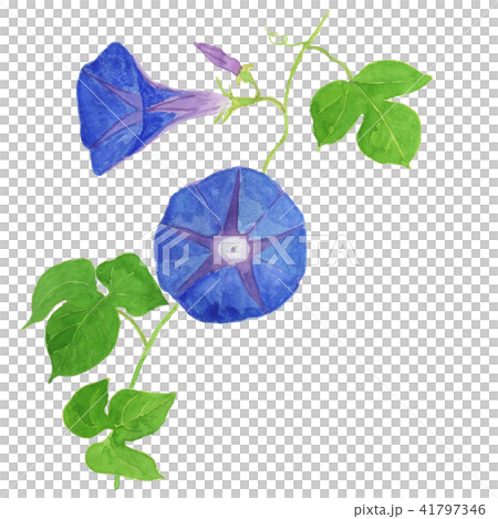 あさがお　Ipomoea　indica　ブルー 41797346