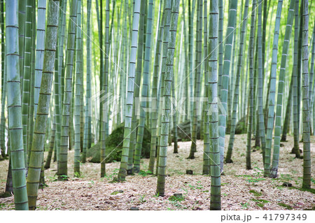 竹林　別府公園 41797349