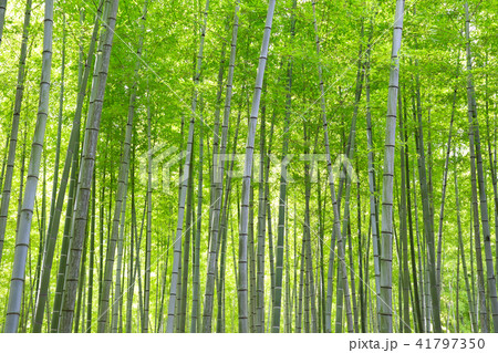 竹林　別府公園 41797350