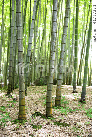 竹林　別府公園 41797351