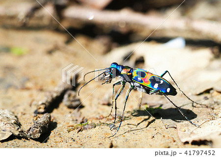 ハンミョウ(ナミハンミョウ) ハンミョウ(ナミハンミョウ) 41797452