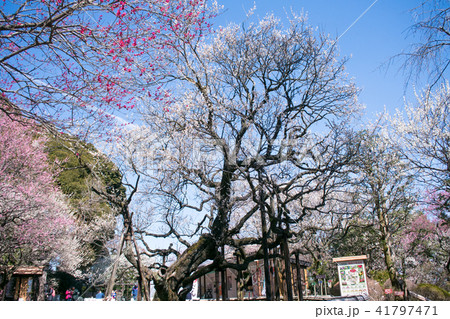 東京都　京王百草園 （けいおうもぐさえん）　寿昌梅 （じゅしょうばい） 41797471