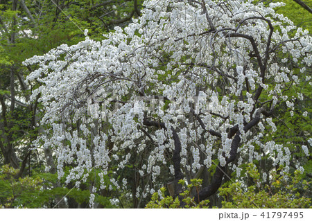 ハナモモ 41797495