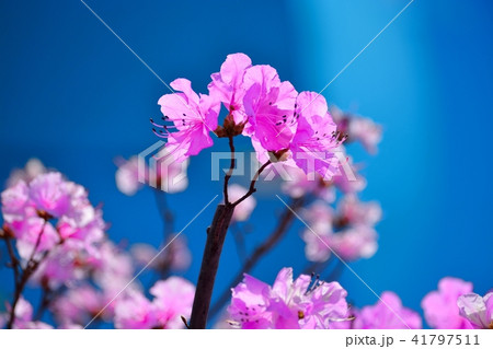 ゲンカイツツジ 41797511