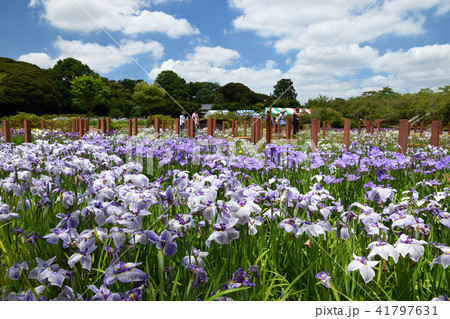 つつじが岡第二公園の花菖蒲 41797631