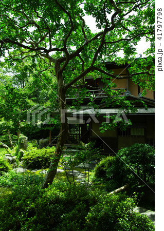 初夏の拾翠亭 初夏の拾翠亭 41797798