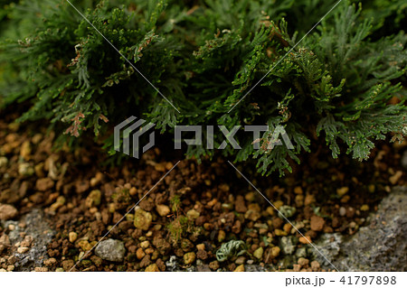 イワヒバ 唐花 41797898