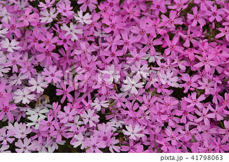 芝桜 滝上公園 41798063