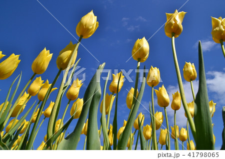 チューリップ黄 上湧別チューリップ公園 チューリップ黄 上湧別チューリップ公園 41798065