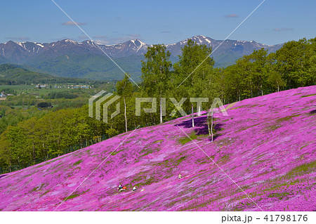 滝上公園 芝桜 41798176