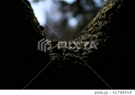 木 日本の 感性 41798459