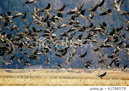 順天湾 渡り鳥 鳥 41798579