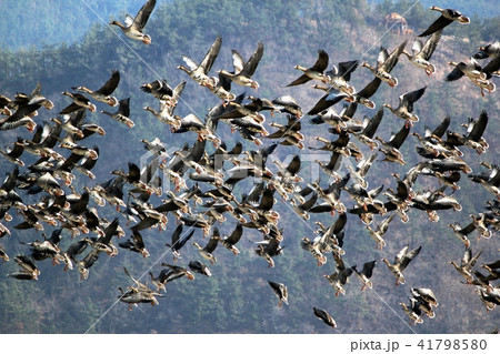 順天湾 海 湿地 41798580