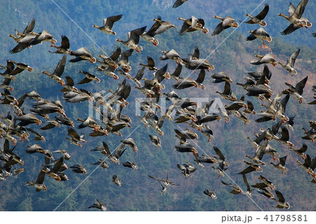 順天湾 渡り鳥 鳥 41798581