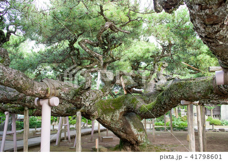 影向の松 天然記念物 東京都 影向の松 天然記念物 東京都 41798601