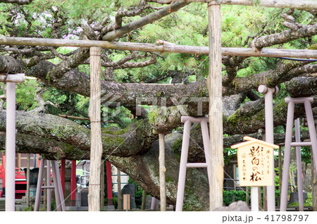 影向（ようごう）の松　天然記念物　 41798797