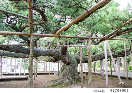 影向の松　天然記念物　東京都 41798901