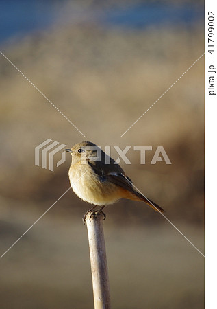 ジョウビタキはまん丸 41799002