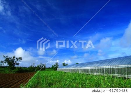 初夏の喜界島の青空とサトウキビ畑 41799488